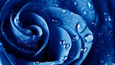 Тъжният валс в дъжда ~ Frederic François Chopin-Waltz Rain - Videoclip.bg