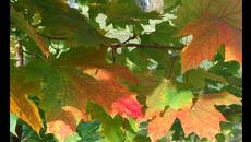 КУДЕСНИЦА ОСЕНЬ - Videoclip.bg