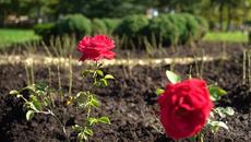 Да спасим човешки живот 2020 г.- Засадиха 202 рози до НДК в подкрепа на донорството - Videoclip.bg