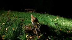 Fox and Cat playing together! - Videoclip.bg