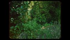 Tom Petty - Wildflowers (Home Recording) [Official Music Video] - Videoclip.bg