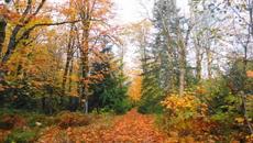 Капят листата - Детска песничка - Videoclip.bg