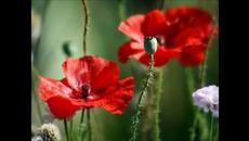 Фредерик Шопен-Мелодия от рая (Прекрасната Земя) - Videoclip.bg