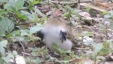 Би бу бап буп. - Videoclip.bg