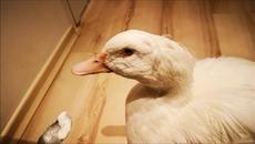 Just when You think You've seen everything... Here's a  Duck trying yogurt for the first time. - Videoclip.bg