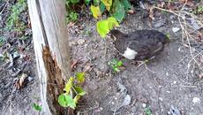 Весели Празници! Вижте  Най - Верният ми Приятел!!! - Videoclip.bg