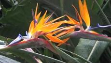 Музыка Сергея Чекалина  -  ЮЖНЫЙ БЕРЕГ. - Videoclip.bg