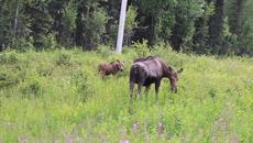 "Arctic" – Sleeping at Last (Micro Music Video) - Videoclip.bg