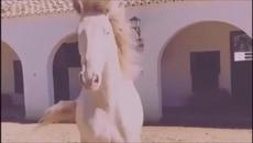 Matia Bazar - Cavallo Bianco Превод - Videoclip.bg