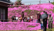 Той засади за 2 години 10 000 цветя за любимата си която е сляпа!!! - Videoclip.bg