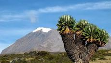 НЕ ВЕРОЯТНАЯ  КРАСОТА ))В Африке на Килиманджаро есть очень необычные леса... - Videoclip.bg