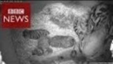 Три Малки Зебрички в Лондонската Зоологическа Градина / London Zoo - BBC News - Videoclip.bg