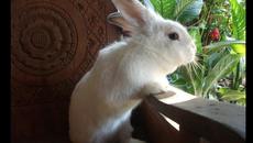 Зайченцето бяло] Кючек - Videoclip.bg