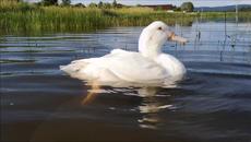 Duck is so chill, he's almost falling asleep in the water - Videoclip.bg