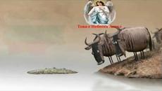 Без коментар (ВИДЕО) - Videoclip.bg