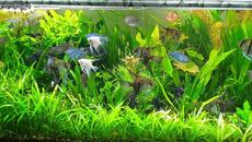 My aquariums - Videoclip.bg