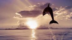 „Το δελφινοκόριτσο“ - Μιχάλης Βιολάρης - Videoclip.bg