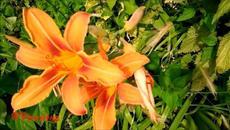 ЛИЛИЯ Красивая Девушка и Песня ♦ ЛЮБОВЬ ЗАВЕТНАЯ ♦ Residents of Vinnitsa Welcome ╰❥ @MobyLife - Videoclip.bg