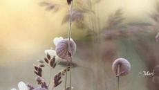 Yamaha Saxophone Contest 2015 ~ Magia - Videoclip.bg