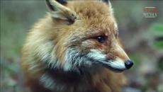 Смърт на шпионите. Операция «Лисича дупка» Е01 - Videoclip.bg