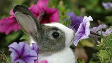 Детска песничка за Великден - Великденче - Videoclip.bg