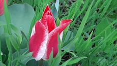 Джованни Марради  -  Shadows ( ТЕНИ ).. - Videoclip.bg