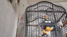 Папагалът Джаро в ролята на патенце - Videoclip.bg