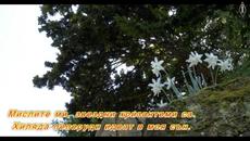 Антоан Антонов - Звездни хризантеми - Videoclip.bg