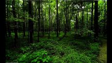 Гора - Videoclip.bg