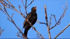 Blackbird cover version THE BEATLES - Videoclip.bg