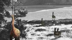 Hachiku - Dreams of Galapagos - Videoclip.bg