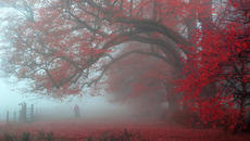 Ураганен вятър рани човек в турския град Бурса - Videoclip.bg