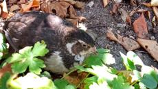 Аничка миличка ти си ми толкова мила и толкова много те обичам - Videoclip.bg