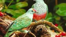 Цветната фея - Videoclip.bg