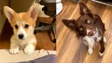 Funny Dogs Compilation - Cutest And Funniest Dogs 2021 - Videoclip.bg