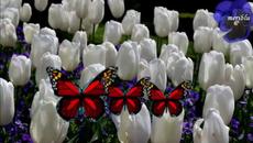 Петнадесет лалета с Мими Иванова  ~ ❤️ ~ ❤️~ ❤️ ~ Празника Свети Валентин 14 февруари 2021 г. - Videoclip.bg