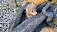 Малкото лисиче, коeто се привърза към човека, след като той я спаси - Videoclip.bg