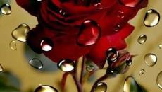 Антоан - Фотографката и Дъжда - Videoclip.bg