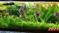 My aquariums - 2021 - Videoclip.bg