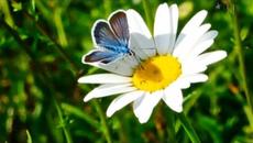 Валерий Власов ★ Ромашка белая - Videoclip.bg