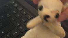 Кучо изпълнява Foreigner - Urgent - Videoclip.bg