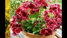 Любка Рондова и Иван Гоцев - Цъфнало цвеке шарено - Videoclip.bg