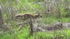 Кума лисана на разходка - Videoclip.bg