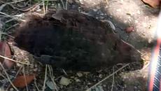 Моята мила Аничка - Videoclip.bg