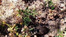 Моята мила Аничка - Videoclip.bg