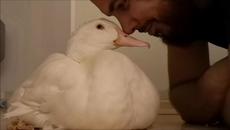 When You're back home and Your Duck says Hi - Videoclip.bg
