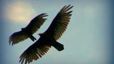 8 март - Международен ден на жената 2021 г.! Честит празник жени (International Women's Day) - Videoclip.bg