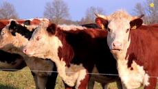 Звуки животных Корова Лошадь Домашние животные для детей Как говорят животные - Videoclip.bg