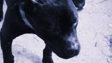 Милена – Гладиатор - Videoclip.bg