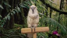 ♥ Interesting parrots ♥ - Videoclip.bg